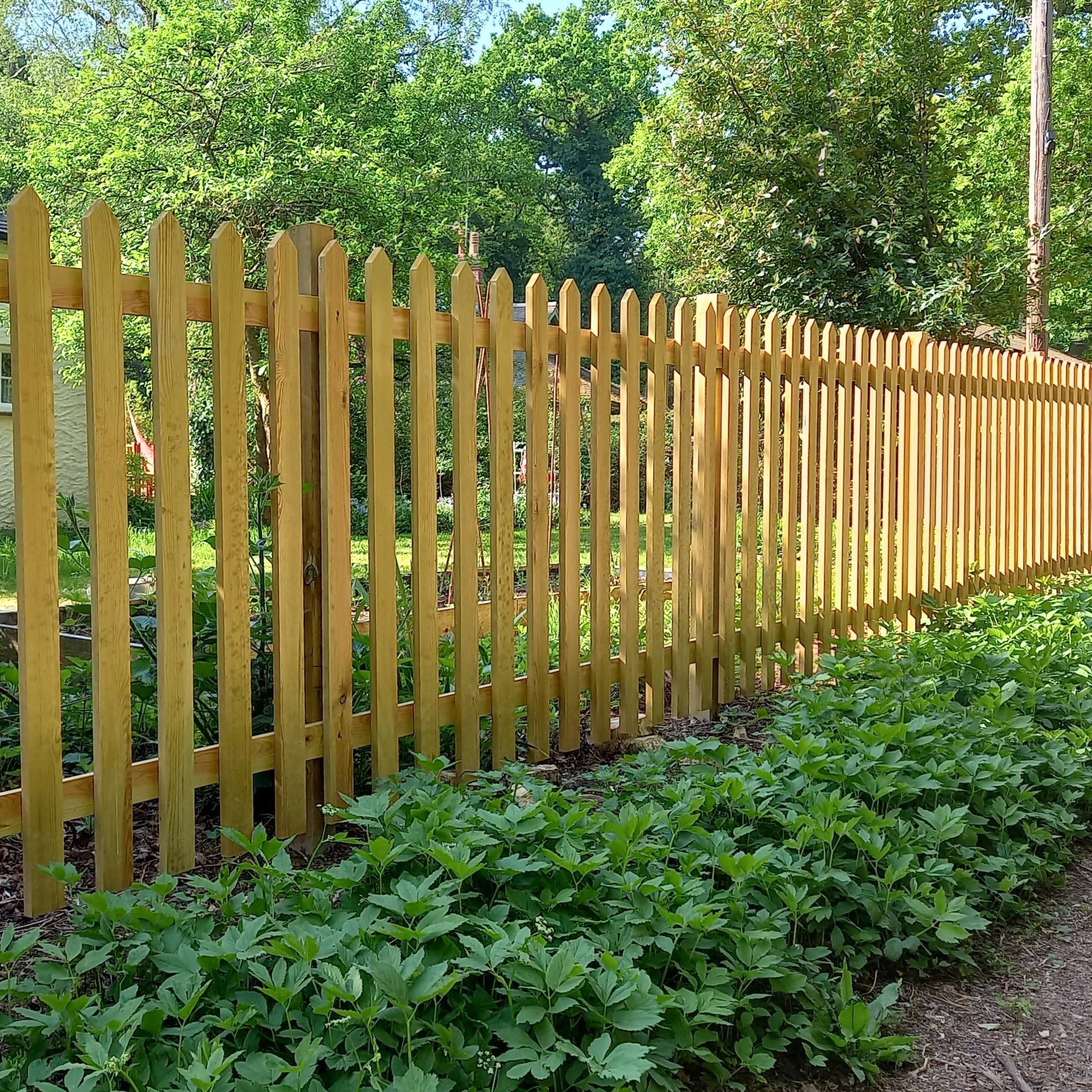 Natural with Pointed Tops – The Picket Fence Company